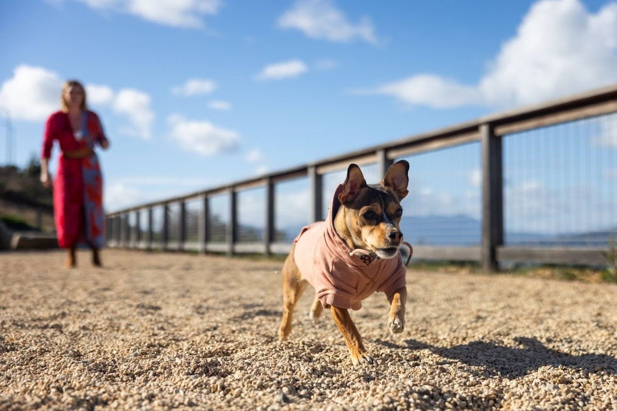 French bulldog running toward the camera on a sunny waterfront promenade with owner in red coat walking in the background.